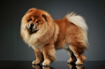 Fototapeta na wymiar Studio shot of an adorable chow chow standing and looking curiously at the camera