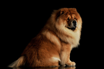 Studio shot of an adorable chow chow sitting and looking curiously