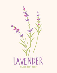 Lavender flowers logo design with hand drawn text