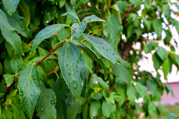 Green leaves of a bush being wet after an autumn rain
