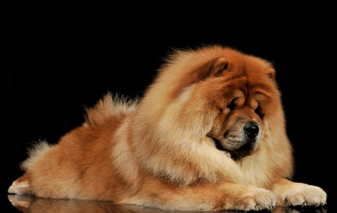 Fototapeta na wymiar Studio shot of an adorable chow chow lying and looking curiously