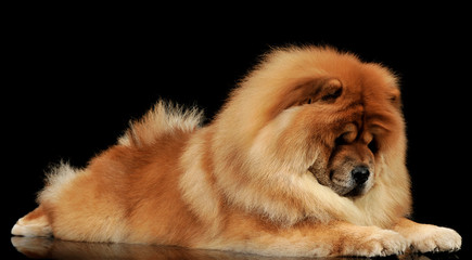 Plakat Studio shot of an adorable chow chow lying on black background