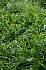 Green succulent grass in the morning dew