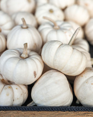 Autumn Pumpkin Thanksgiving Halloween Background. Festive, season. Orange, white, green Fall colors.