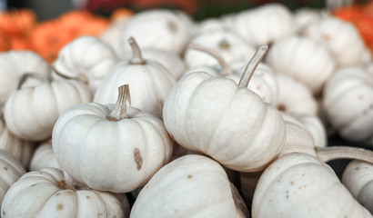 Autumn Pumpkin Thanksgiving Halloween Background. Festive, season. Orange, white, green Fall colors.