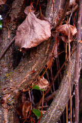 TREE SHEET ON TREE TRUNKS IN THE FOREST. AUTUMN COLORS
