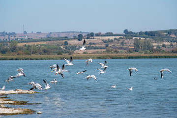 birds are starting to fly over a lake for migration, Golyazi, Bursa, Turkey