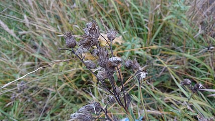 Gray withered dead flowers greater knapweed in the fall