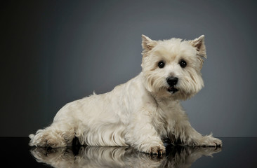 Studio shot of an adorable West Highland White Terrier lying and looking curiously at the camera