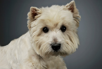 Portrait of an adorable West Highland White Terrier looking curiously at the camera