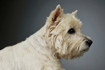 Portrait of an adorable West Highland White Terrier looking curiously
