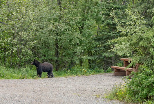 Black bear in an empty campsite in summer