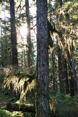Sun glowing through tree branches in the rainforest