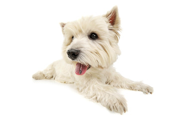 Studio shot of an adorable West Highland White Terrier lying and looking curiously