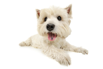 Studio shot of an adorable West Highland White Terrier lying and looking curiously at the camera