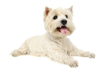 Studio shot of an adorable West Highland White Terrier lying and looking up curiously