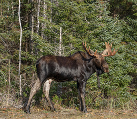 Male moose in Alaska