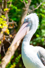 Pelican with large beak sitting on the branch