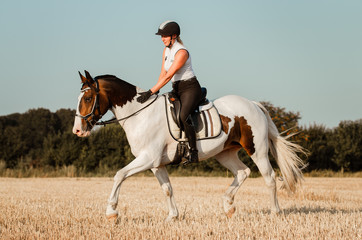 Reiterin trainiert im Sonnenuntergang auf dem Stoppelfeld und lobt ihr Pferd