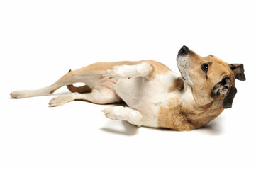 Studio shot of an adorable mixed breed dog lying and looking up curiously