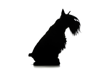 Black and white silhouette of an adorable Schnauzer sitting on white background