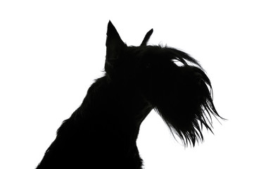 Black and white silhouette portrait of an adorable Schnauzer