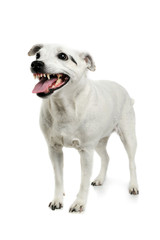 Studio shot of an adorable mixed breed dog standing and looking angry