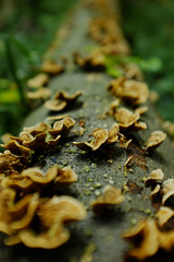 Inedible mushrooms on a tree trunk.  