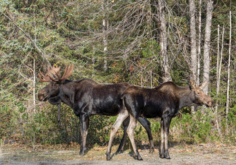 Male and female moose in fall