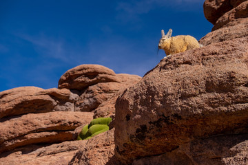 Vizcacha,  especie de roedor que habita en el salar de Uyuni, 
