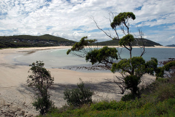 Tree on Fingal Bay Beach Australia