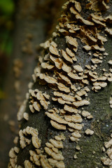 Inedible mushrooms on a tree trunk
