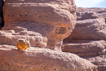 Vizcacha,  especie de roedor que habita en el salar de Uyuni, 