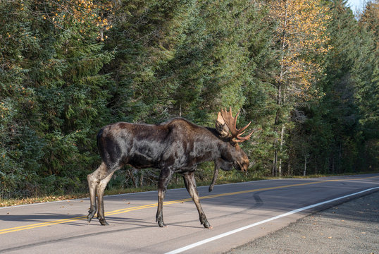 Alaskan moose crossing the road