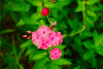 草原のピンクの小花