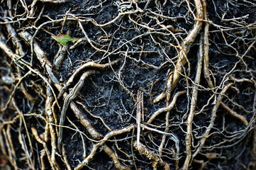 Earth and roots of large plants taken out of the pot