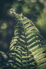 Dark green fern leaves in the forest - natural background.
