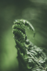 Dark green fern leaves in the forest - natural background.