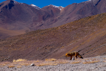 Zorro andino en el salar de Uyuni Bolivia Sur America