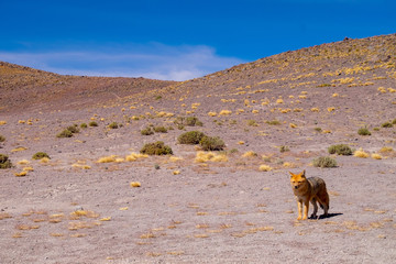 Zorro andino en el salar de Uyuni Bolivia Sur America