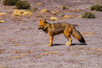 Zorro andino en el salar de Uyuni Bolivia Sur America