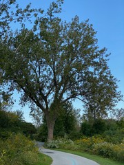 The Beachs, Toronto- Canada. The beaches in Toronto and its lush beauty added with a beautiful sunset. September 2019.