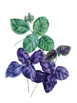 Green and purple basil leaves isolated on white background
