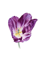 purple tulp flower isolated on white background