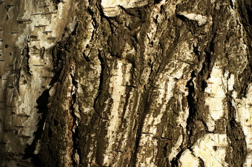 Trunk of an old tree with very interesting structure