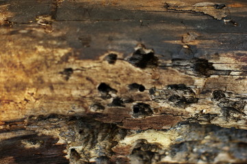 Texture of bark wood use natural background