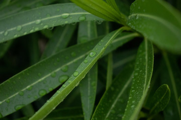 Nature after rain, rain drops of water