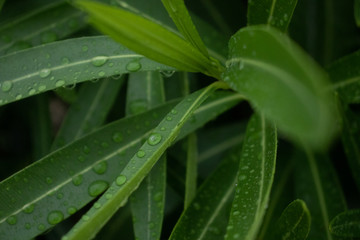 Nature after rain, rain drops of water