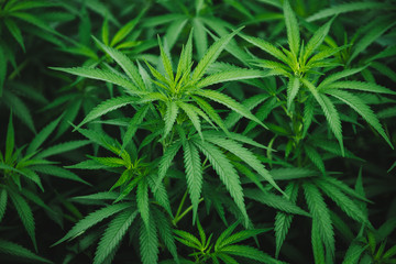 marijuana leaves growing medicinal cannabis plant