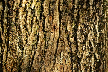 Trunk of an old tree with very interesting structure